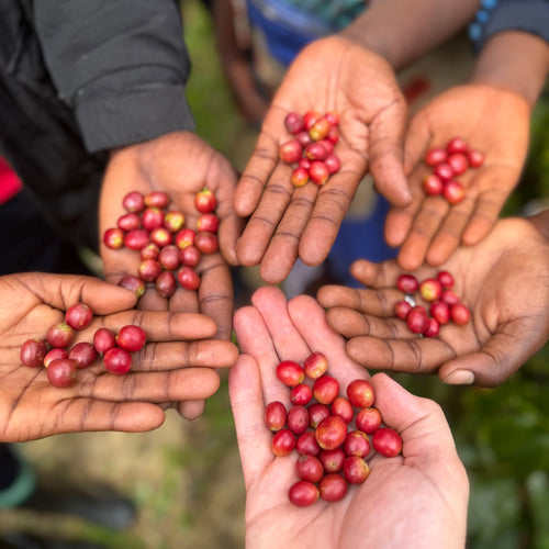 Six people together holding raw coffee